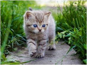 娱乐吃瓜酱找猫,猫咪界的“网红”诞生记